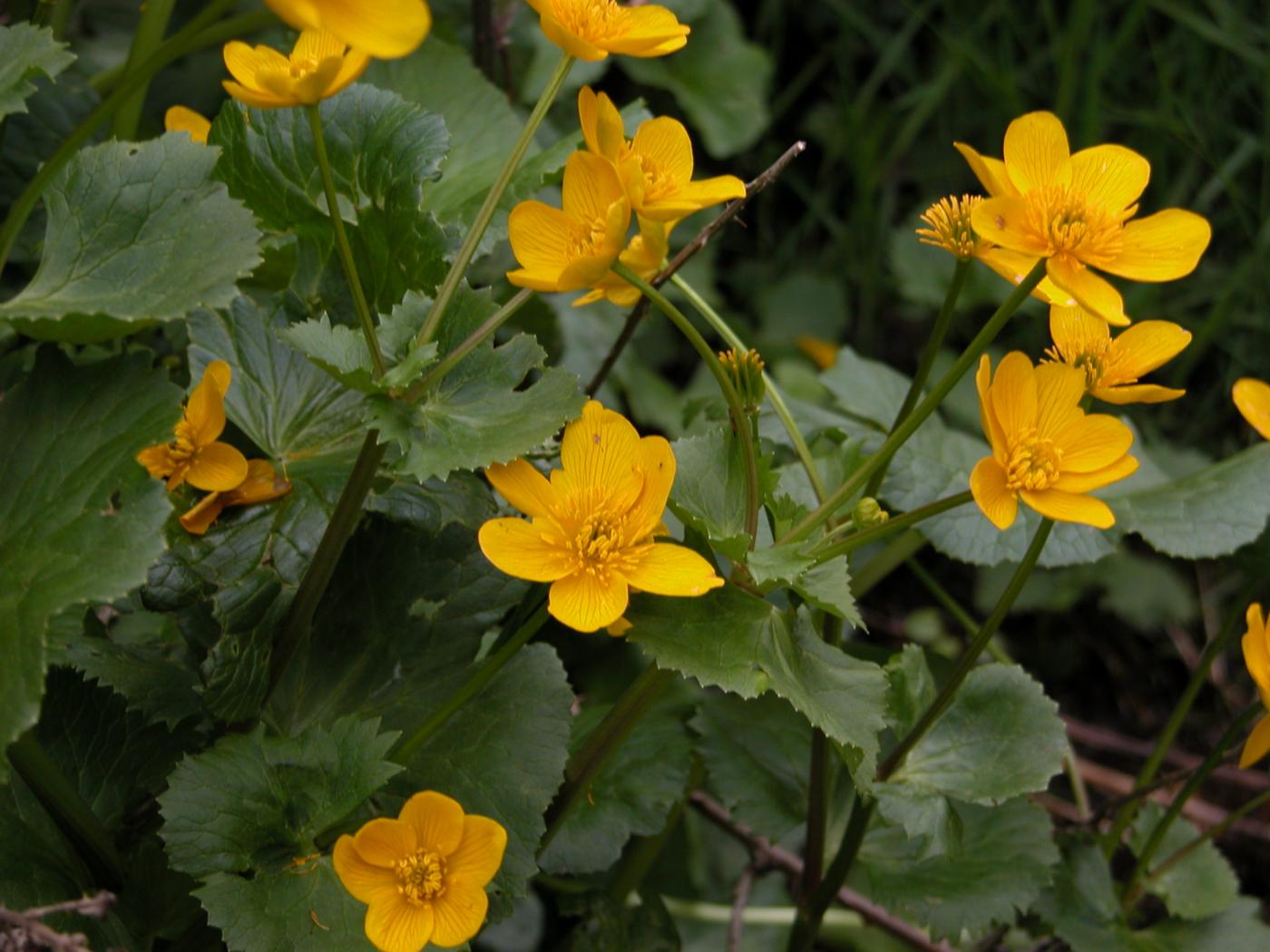 Kingcup, Marsh Marigold flower